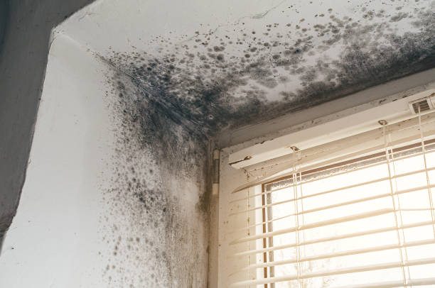 Affordable Mold Removal solutions in Bradley Beach, NJ